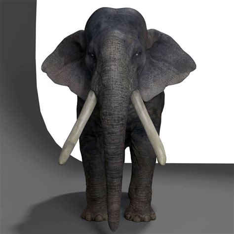 3d Elephant Real Zbrush