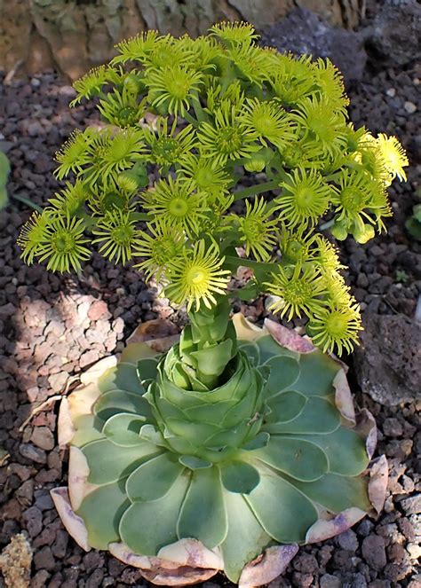 Aeonium Aureum Seeds Phoenix Desert Seeds