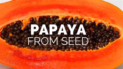 Best Way To Grow A Papaya Tree From Seed At Home Best Germination Method For Papaya Seeds