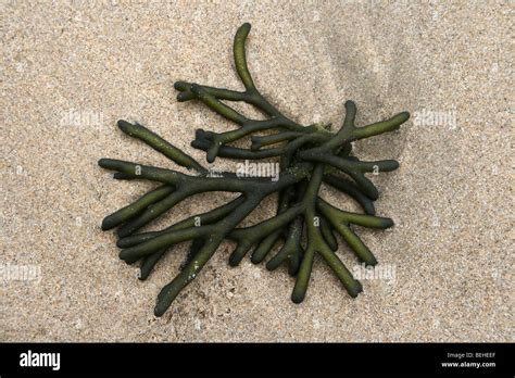 Velvet Horn Seaweed Hi Res Stock Photography And Images Alamy