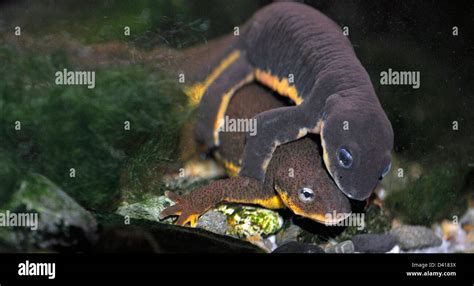 Newts Mating Stock Photos & Newts Mating Stock Images - Alamy