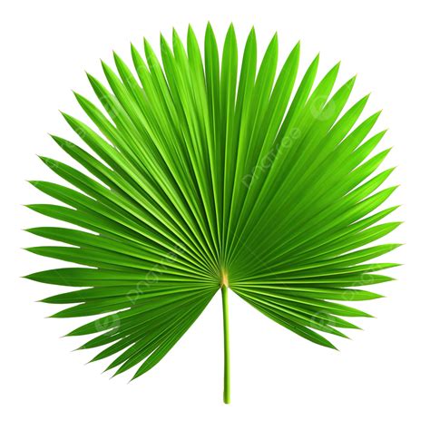 Tropical Nature Green Fan Palm Leaf Png File Tropical Leaves Palm