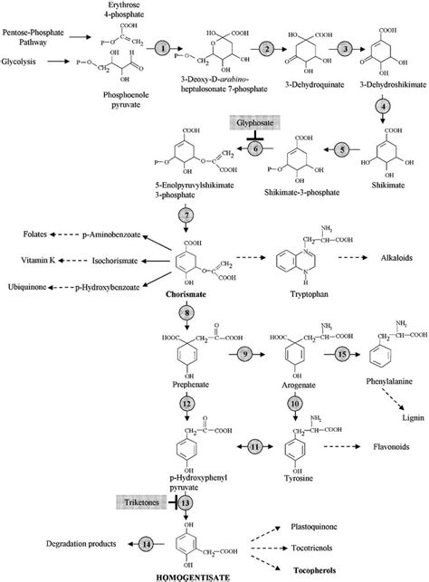 Biosynthesis Pathways Of Vitamin E And Its Derivatives In Plants