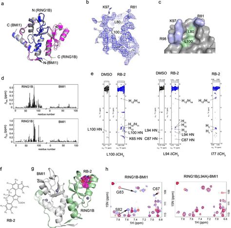 Structural Characterization Of The RING1B BMI1f Interaction With