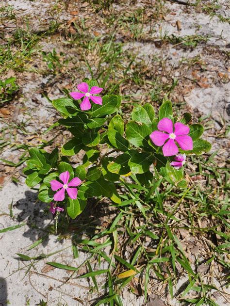 20 Plants That Prefer Dry Soil Balcony Garden Web