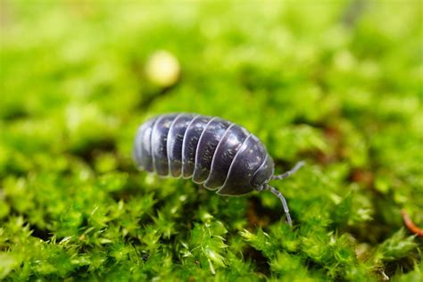 Roly Poly Bugs Eat What