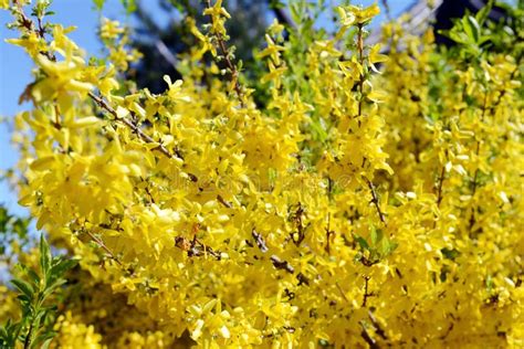 Yellow Forsythia Bush Blossom Stock Image - Image of nature, springtime ...