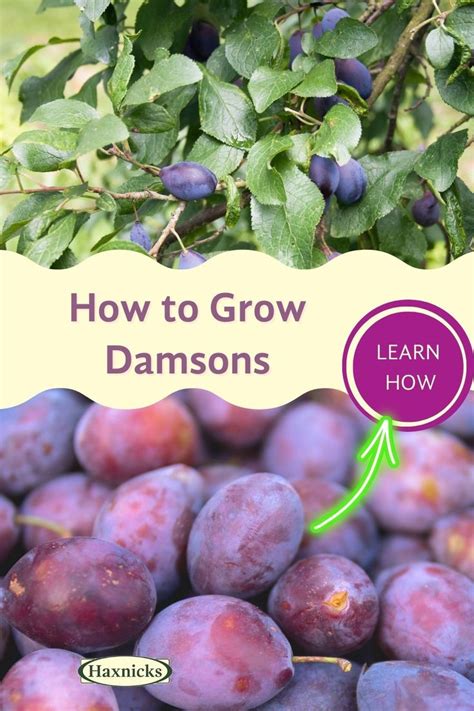 Plums Growing In The Garden With Text Overlaying How To Grow Diamonds