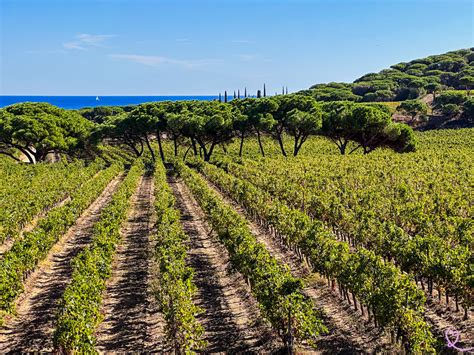 Qué ver en Saint Tropez 15 imprescindibles fotos