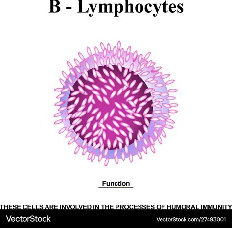 B lymphocytes structure the functions b Royalty Free Vector