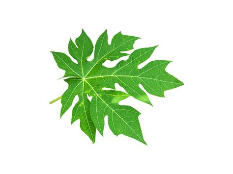 Isolated Young And Fresh Papaya Leaf With Clipping Paths 11569977 Png