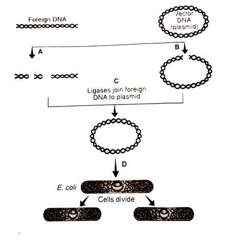 Recombinant Dna Diagram