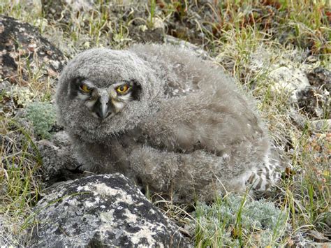 Elfshot: Snowy Owl Chicks