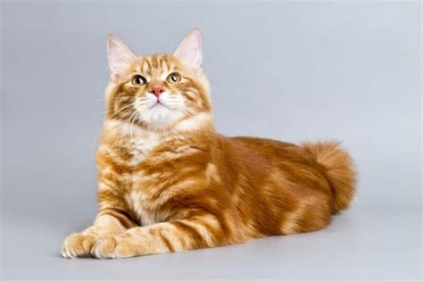 15 Fascinating Facts About Red Tabby Cats - Catster