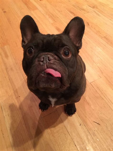 Pin by Charley Fox 🦊 on Animals | French bulldog funny, French bulldog, Funny french