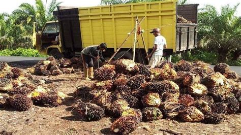 Harga Sawit Di Empat Lawang Tembus Rp 3 Ribu Per Kg Ini Penjelasan