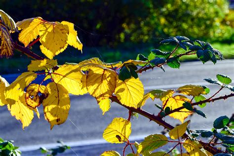 Bremthal In Autumn Taki Kura Flickr