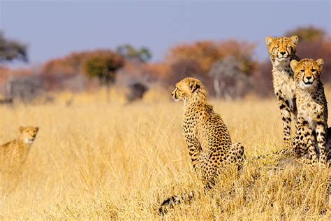 P Riple Au Coeur Des Terres Africaines Namibie Botswana Zimbabwe Namibie