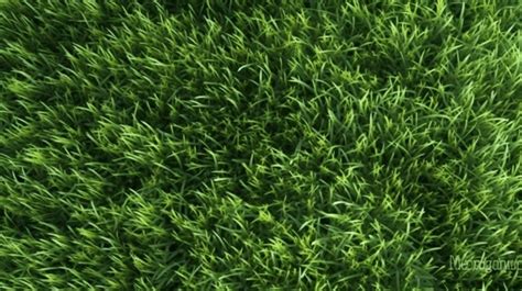 Lush Green Grass Texture A Captivating Background With A Pattern Of Vibrant Green Lawns Grass