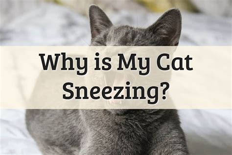 6 Reasons Why Your Cat Is Sneezing (2022 Complete Guide)