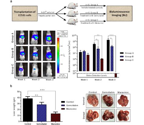 Ccr5 Inhibition With Maraviroc Inhibits Crc Liver Metastasis Following