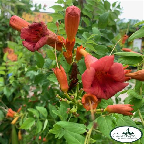 Trumpet Vine Balboa Sunset Covingtons