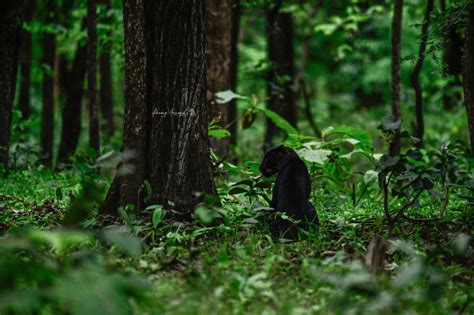 Photographer Waits Nine Hours To Capture Thrilling Black Leopard