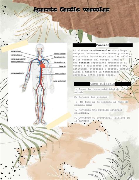 Solution Sistemas Del Cuerpo Humano Studypool