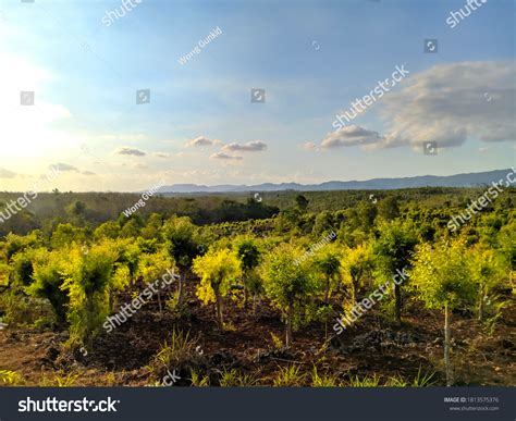 Tumbuhan Kayu Putih Dan Hutan Kayu Stock Photo 1813575376 Shutterstock