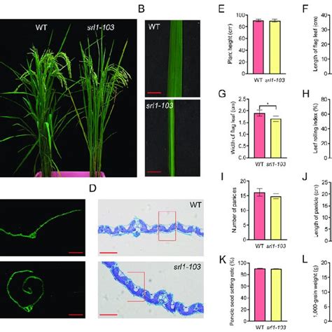 Physiological Morphology And Agronomic Traits Of The Wild Type Gxu103