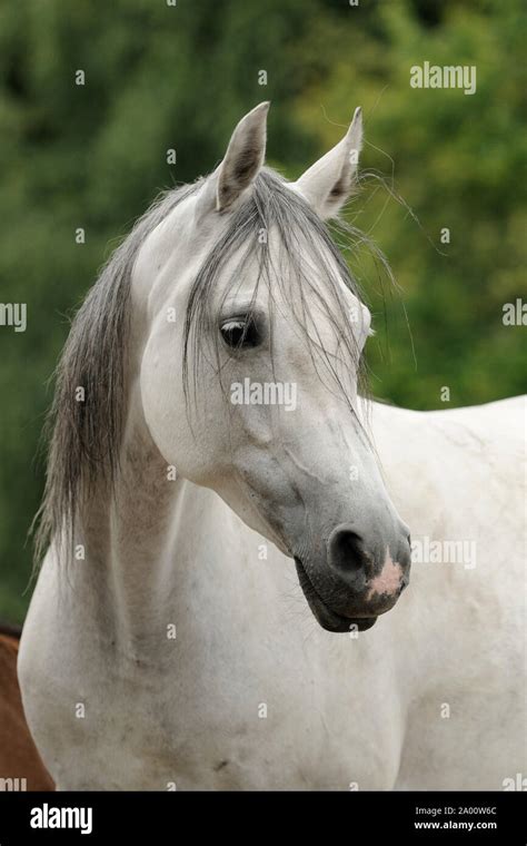 grey Arabian horse, mare Stock Photo - Alamy