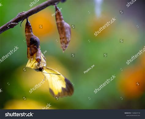 27 Monarch Butterfly Coming Out Of Chrysalis Images Stock Photos