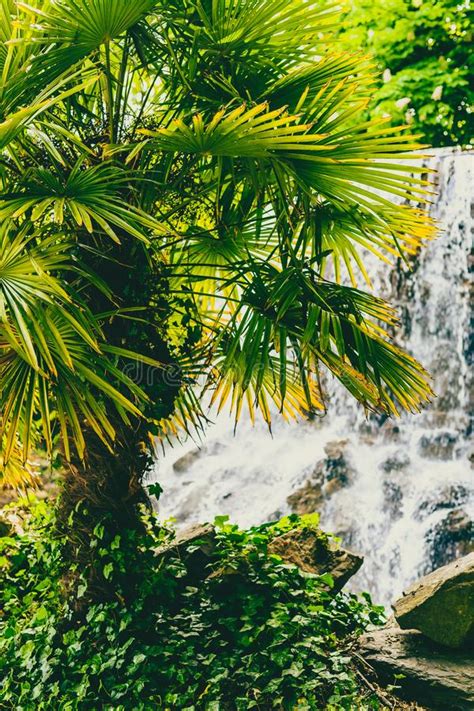 Small Waterfall With Palm Tree In Public Garden Stock Photo Image Of