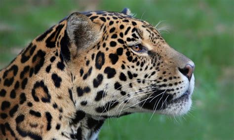 Petition for Jaguar Protection - Techzle