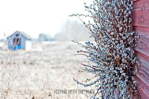 An Explosion Of Pussy Willows Keeping With The Times