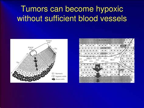 Ppt Exploring Redox Biology Ros Enzymes And Signaling Pathways