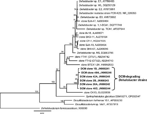 16s Rrna Gene Based Phylogenetic Tree Demonstrating The Affiliation Of