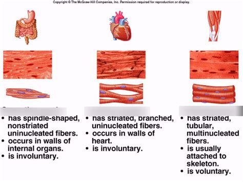 Types Of Muscle Tissue Chart