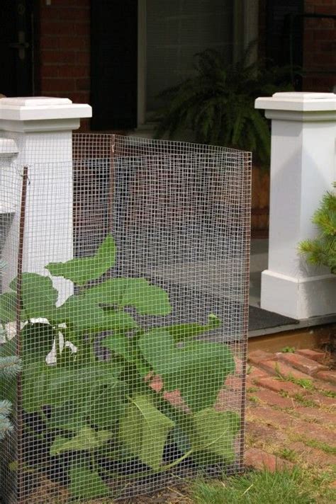 How To String Trellis Aka String Train Tomatoes Vertical Garden