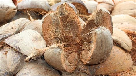 Coconut Husk Exterior Shells Of The Coconut Coconut Seller India