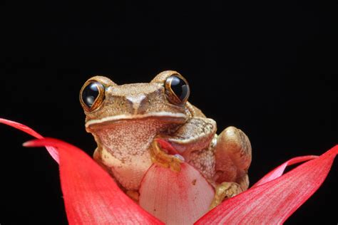 Frog Macro Portrait Free Stock Photo Public Domain Pictures