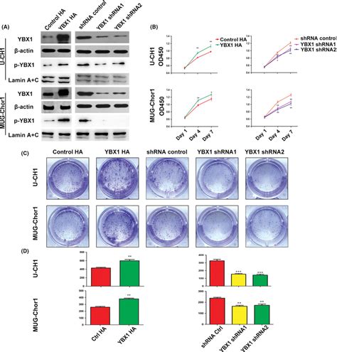 Ybx Promotes Chordoma Cell Proliferation A The Overexpression And