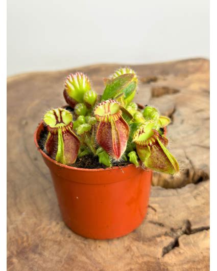 Our Top 20 Carnivorous Plants The Most Popular Carnivory Eu