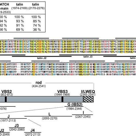 Dot Blot Assay Of Recombinant 3 Integrin Cytoplasmic Tail Binding To