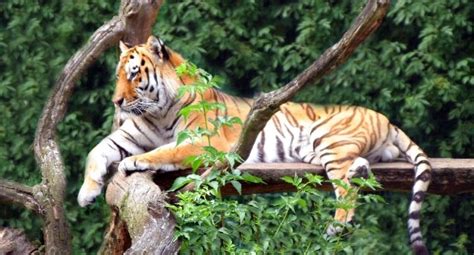 Naturtierpark Tierpark Str Hen Gutschein Mit Prozent Rabatt