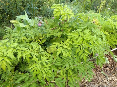 Giant Korean Celery Dystaenia takesimana — Food Forest Farm