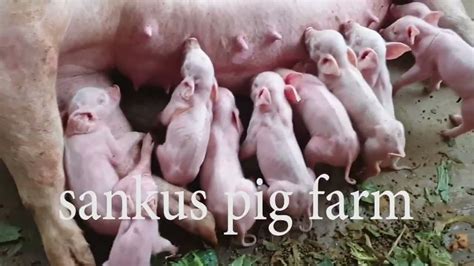 How Pig Give Birth Farrowing And The Signs That Shows The Pig Is About