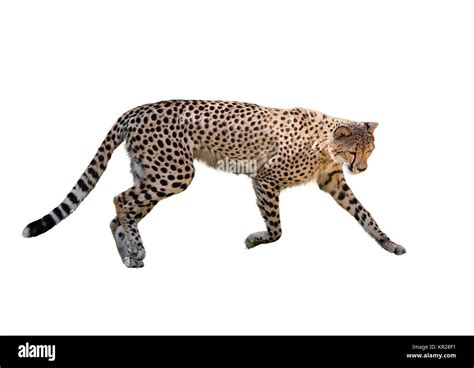 Cheetah Running ,Isolated on white Stock Photo - Alamy