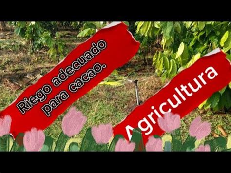 Riego En Cultivo De Cacao CCN 51 YouTube