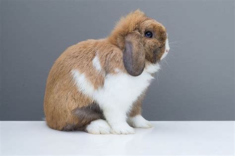 How Much Does A Holland Lop Bunny Cost 2025 Price Guide Hepper